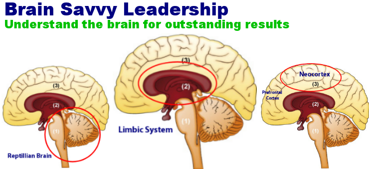 Brain Savvy Leadership