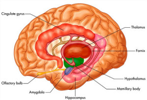limbic1